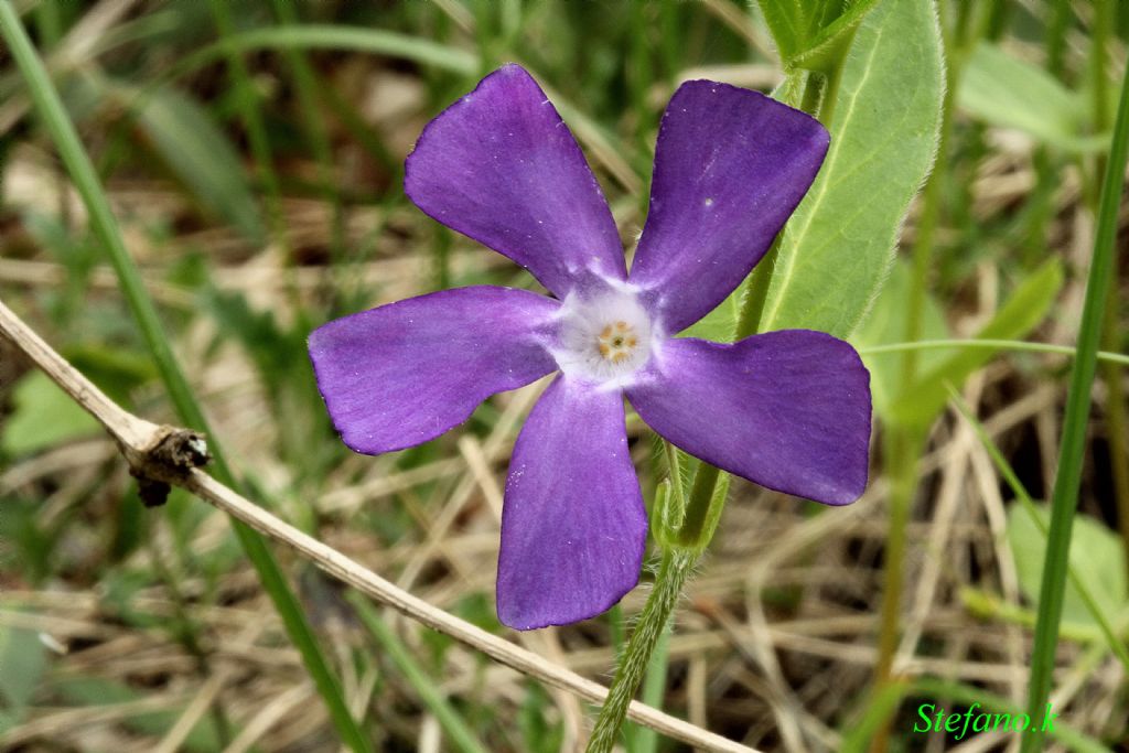 Fiore Elica !!! Vinca major